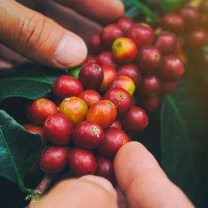 Các giống cà phê trồng ở Việt Nam - Minh Ngọc
