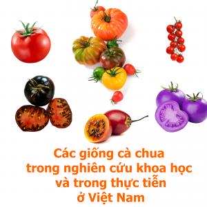 Danh mục các giống cà chua ở Việt Nam trong nghiên cứu và thực tiễn