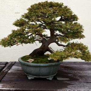 Trưng bày bonsai - Phạm Cao Hoàn