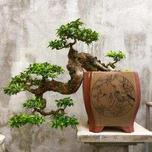 Mệnh đề bồn cảnh (Chủ đề bồn cảnh) trong bonsai - Trần Hợp