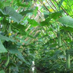 Kinh nghiệm trồng dưa leo trái vụ tại Bình Dương - Tiến sĩ Ngô Quang Vinh