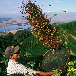Kỹ thuật trồng cà phê - Minh Ngọc
