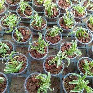 Phương pháp gieo hạt hoa lan- Nguyễn Công Nghiệp