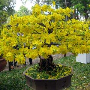 Khái quát chung về bonsai Việt Nam - Trần Hợp