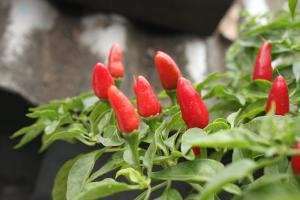 Tìm hiểu thêm tại 📂 chuyên đề trồng ớt để biết rộng hơn ◕‿◕