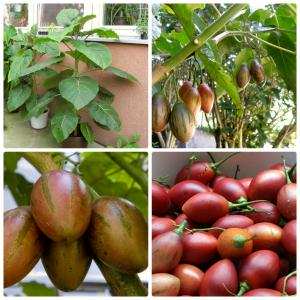 Cây cà chua thân gỗ Tamarillo, đặc tính và hiệu quả kinh tế