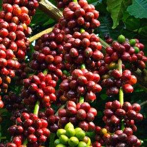 Kỹ thuật trồng và chăm sóc cây cà phê vối (Robusta Coffee) công nghệ cao