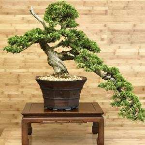 Sáng tác tạo hình bồn cây cảnh bonsai - Trần Hợp