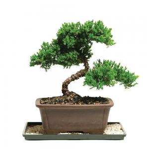Khái quát về bồn cảnh bonsai - Trần Hợp