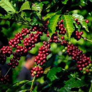 Lịch sử cây cà phê - Minh Ngọc