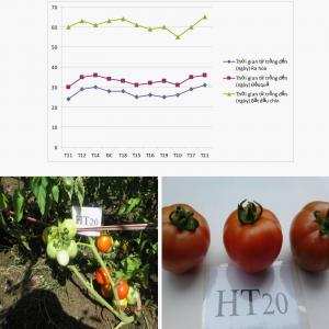 Nghiên cứu tuyển chọn các tổ hợp lai cà chua mới trên vùng đất ven biển Hải Phòng ở vụ Thu đông và vụ Xuân hè