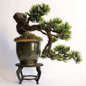 Phối hợp bồn cảnh với giá trang trí bonsai - Trần Hợp