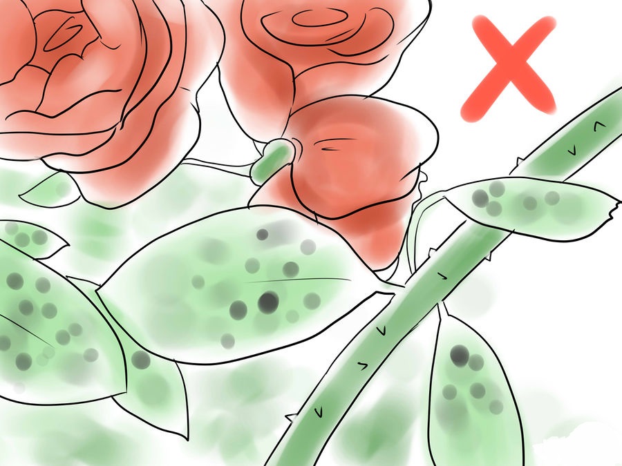 cách trồng hoa hồng 15