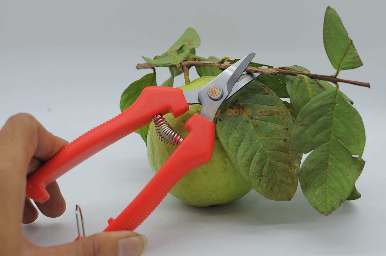 Hay cắt cành trái cây