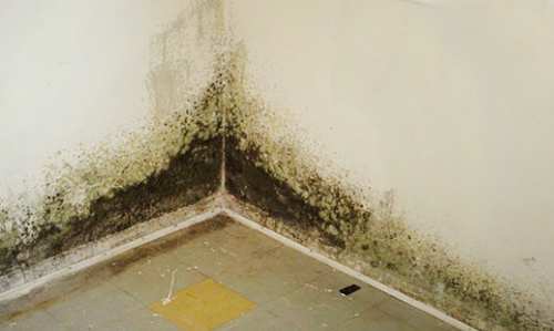 Nếu như độ ẩm cao, tường trong ngôi nhà của bạn sẽ kém bền