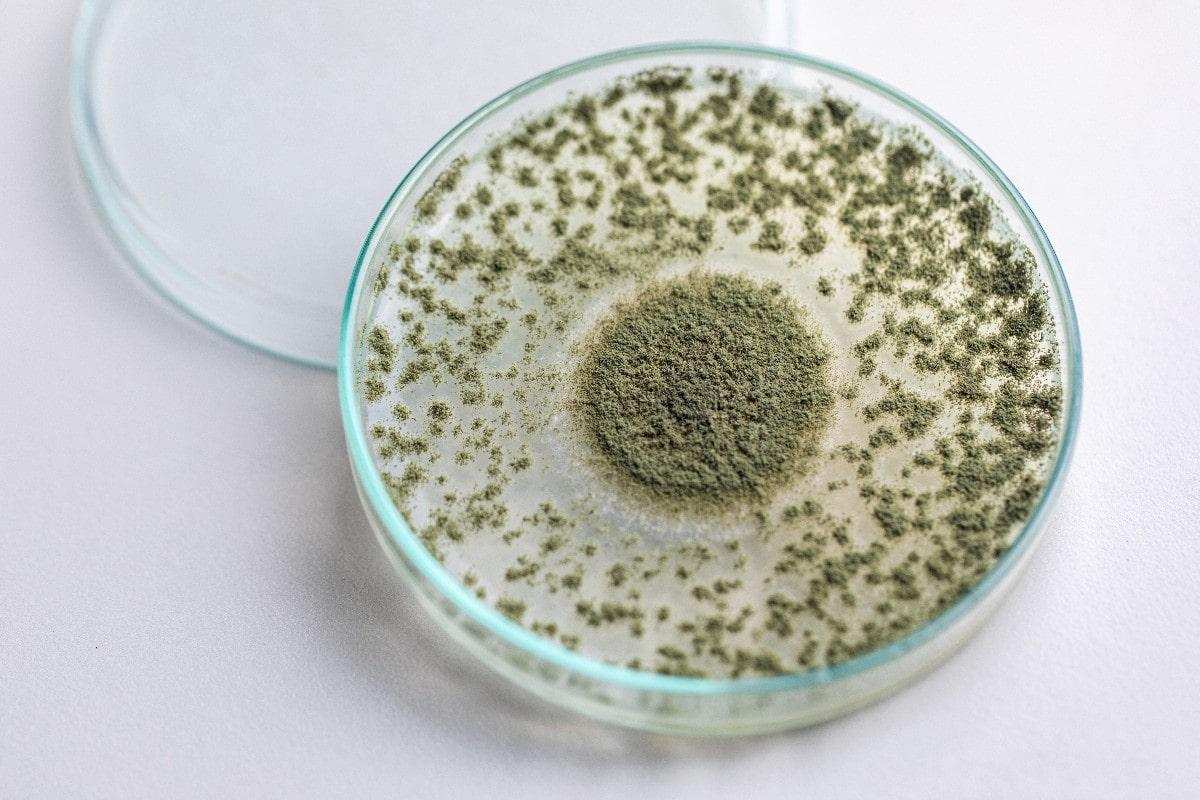 Sử dụng kỹ thuật chế tạo sinh học để tạo ra các loại vi khuẩn, nấm hoặc vi rút có khả năng giúp cây trồng chống lại các bệnh và sâu bệnh hại