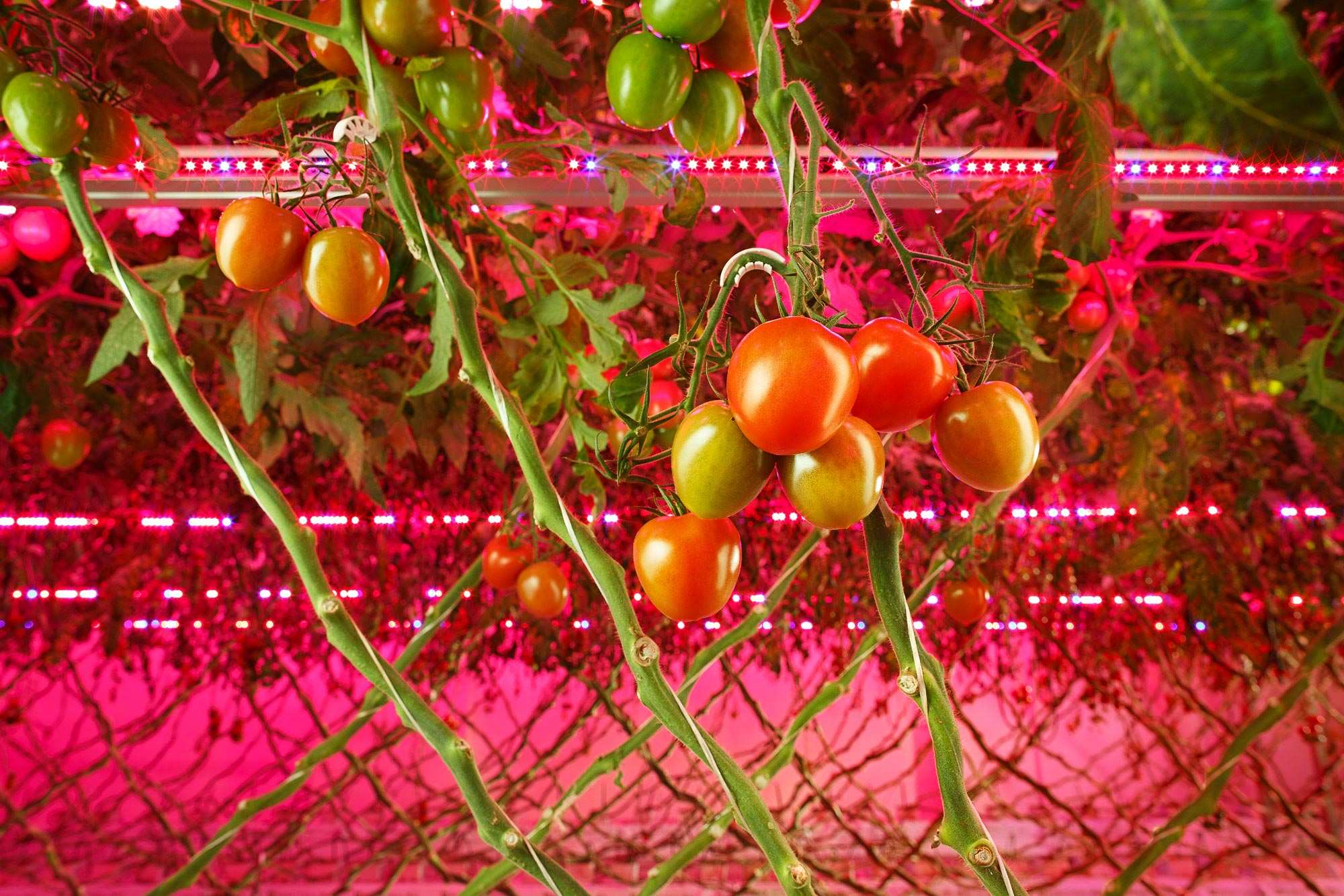 Hệ thống đèn LED trồng cà chua