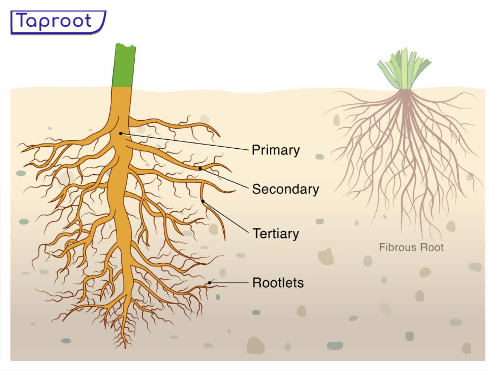 Hệ thống rễ gốc và hệ thống rễ sợi
