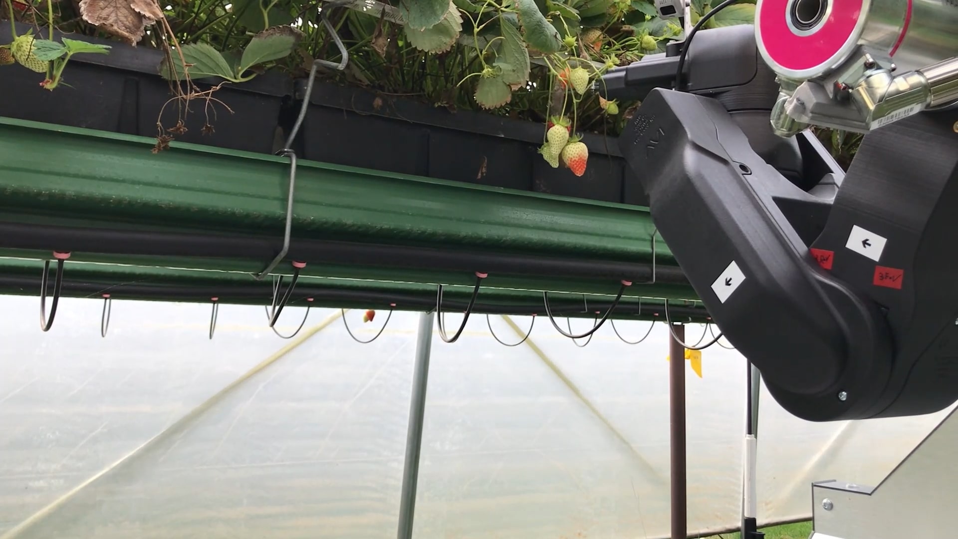 Robot đang thu hoạch quả dâu tây đằng sau