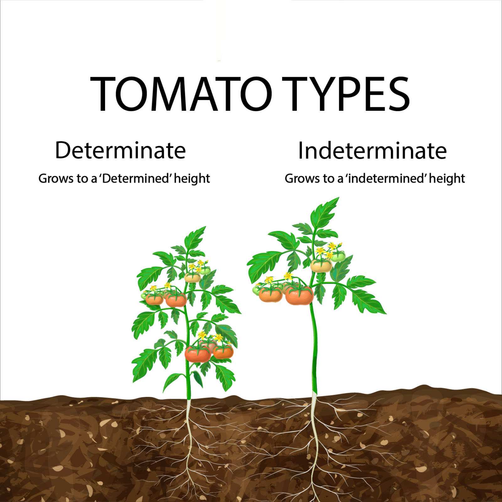 Sự khác nhau giữa hai giống cà chua
