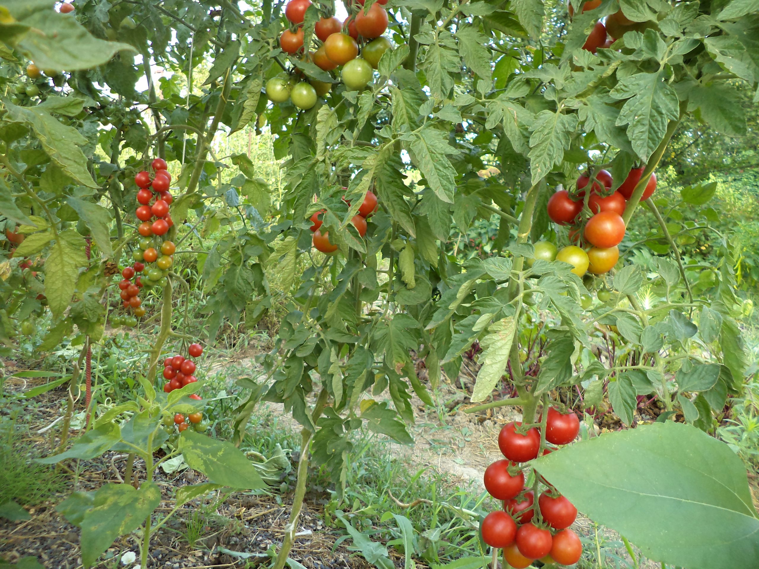 Canh tác cà chua bạch tuộc Nga trên đất trồng