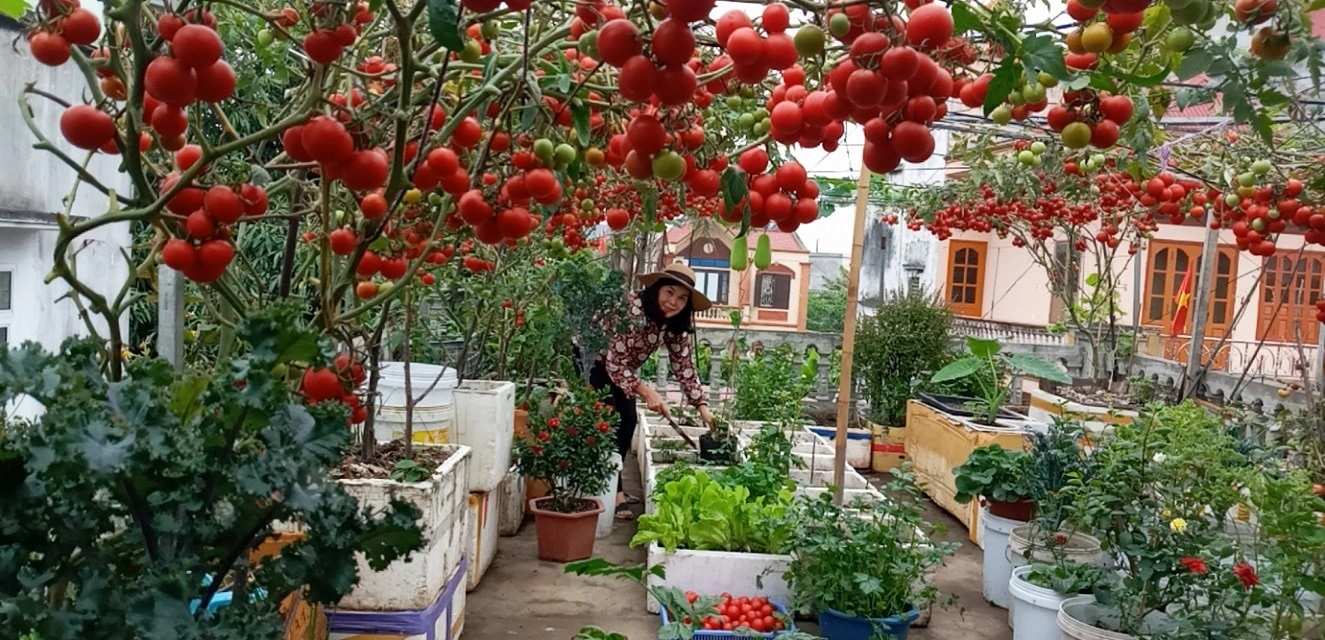 Trồng cà chua bạch tuộc Nga bằng thùng xốp trên sân thượng