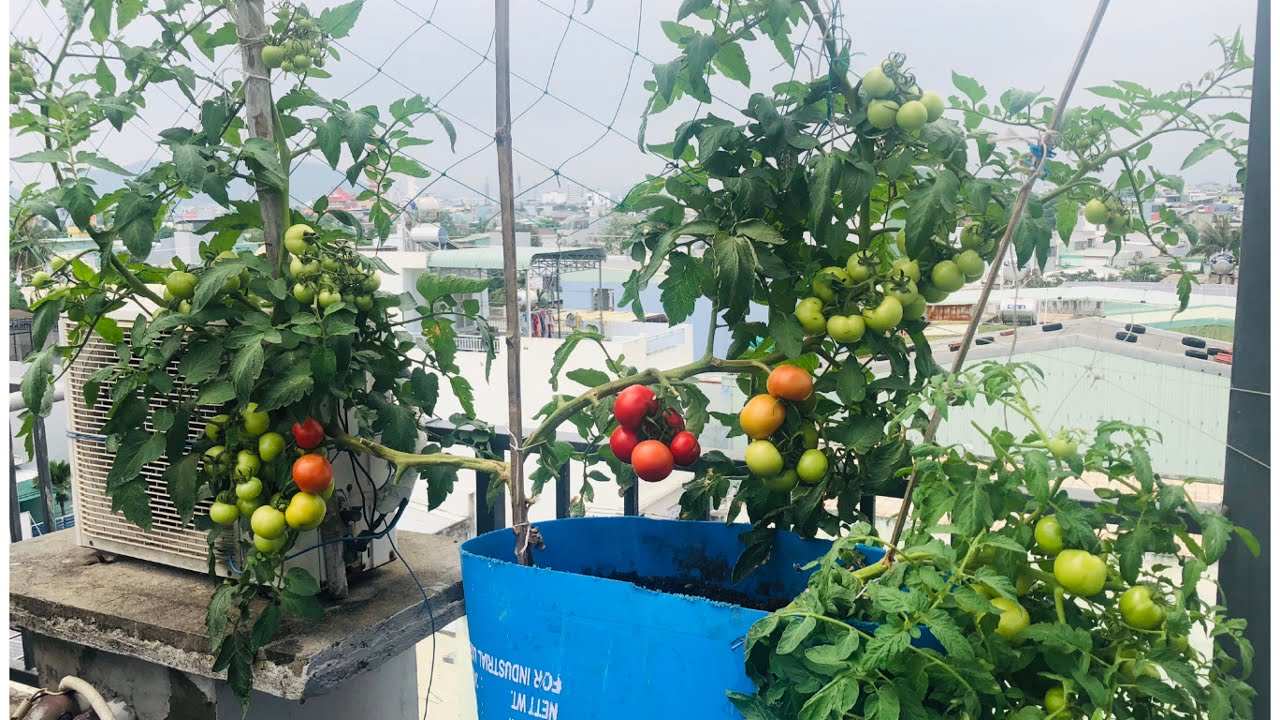 Chậu trồng cà chua bạch tuộc cần bao nhiêu thể tích đất