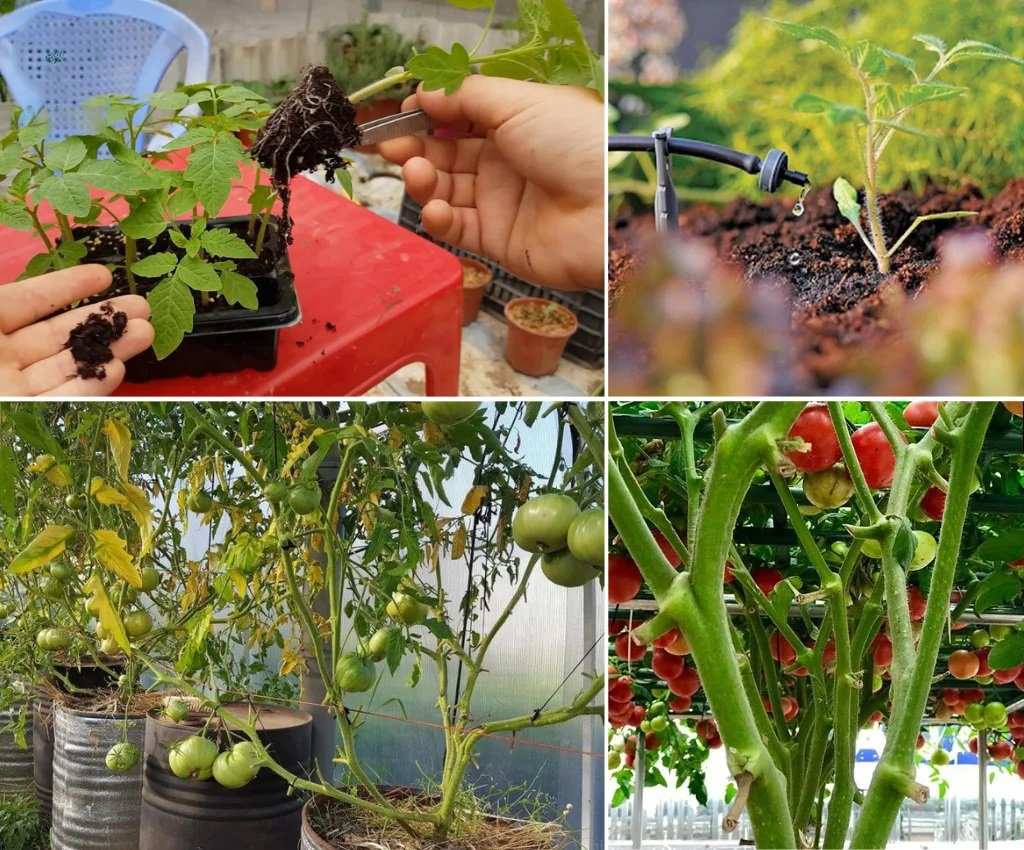 Đặc điểm sinh học và sinh thái của cà chua bạch tuộc