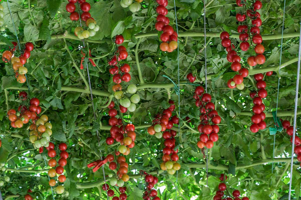 Giá trị dinh dưỡng của cà chua bạch tuộc Nga
