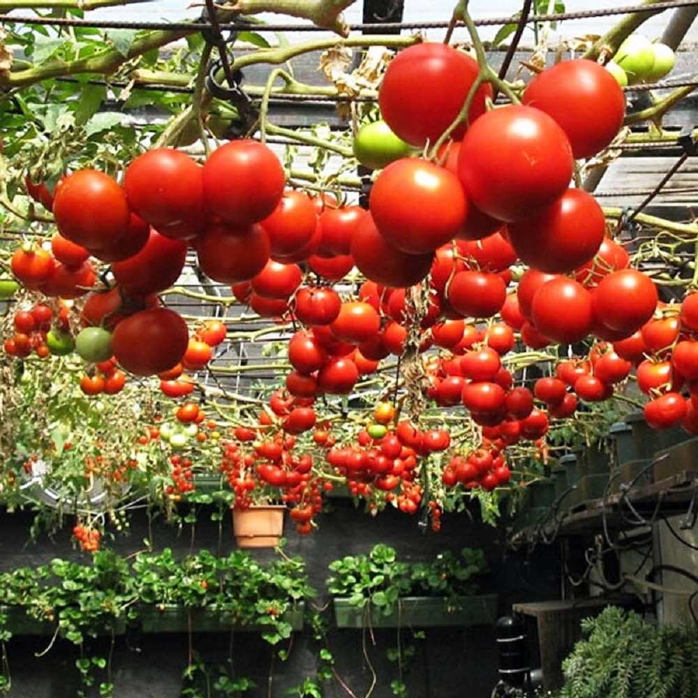Hiệu quả kinh tế và năng suất của cà chua bạch tuộc Nga