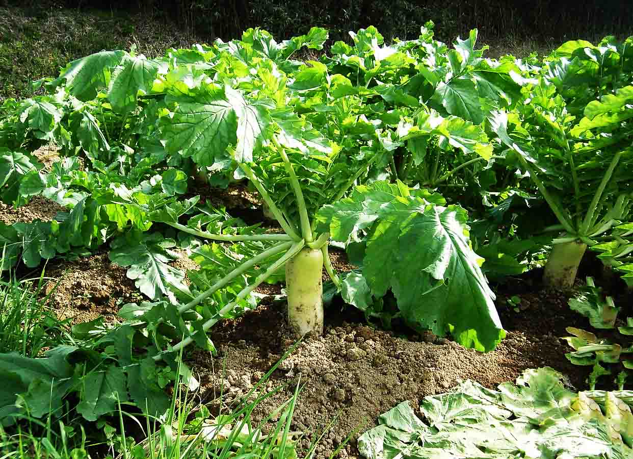 Kỹ thuật trồng cải củ