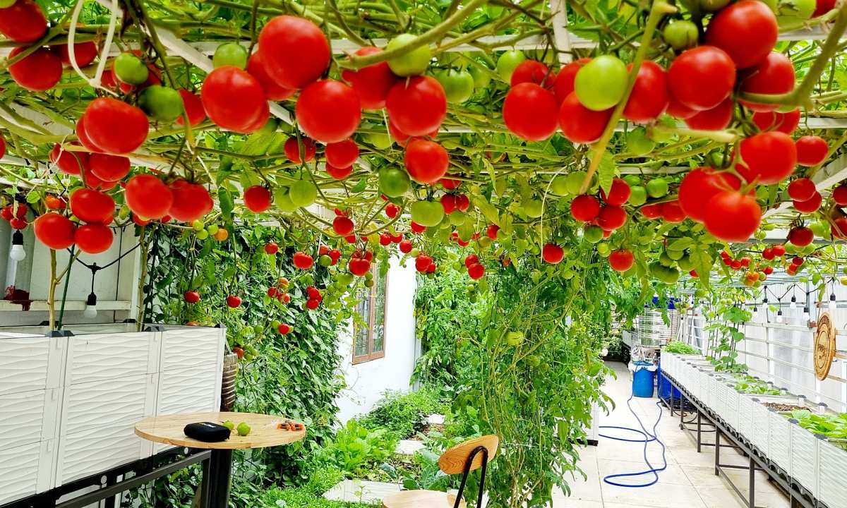 Ngoại hình và đặc điểm của cà chua bạch tuộc Nga.