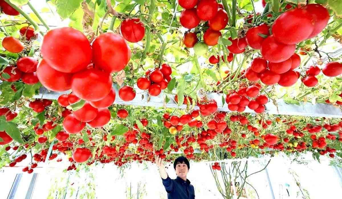 Nguồn gốc, lịch sử phát triển và tuổi thọ của cây cà chua bạch tuộc Nga.