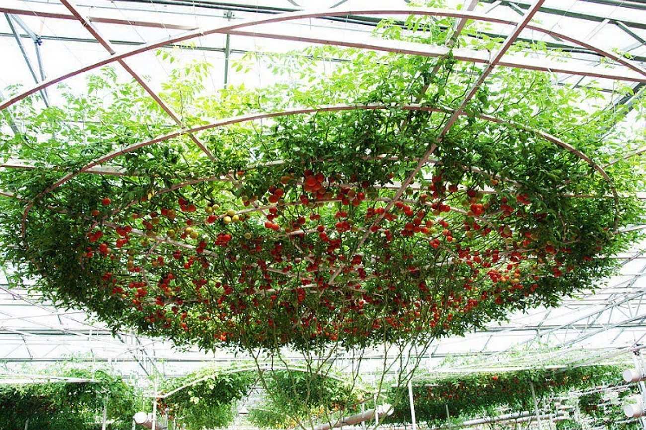 Những khó khăn trong việc trồng và chăm sóc cà chua bạch tuộc Nga