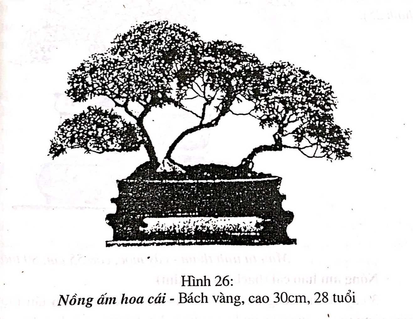 Bồn cảnh Thượng Hải - Nghệ thuật thưởng thức bonsai - Trần Hợp