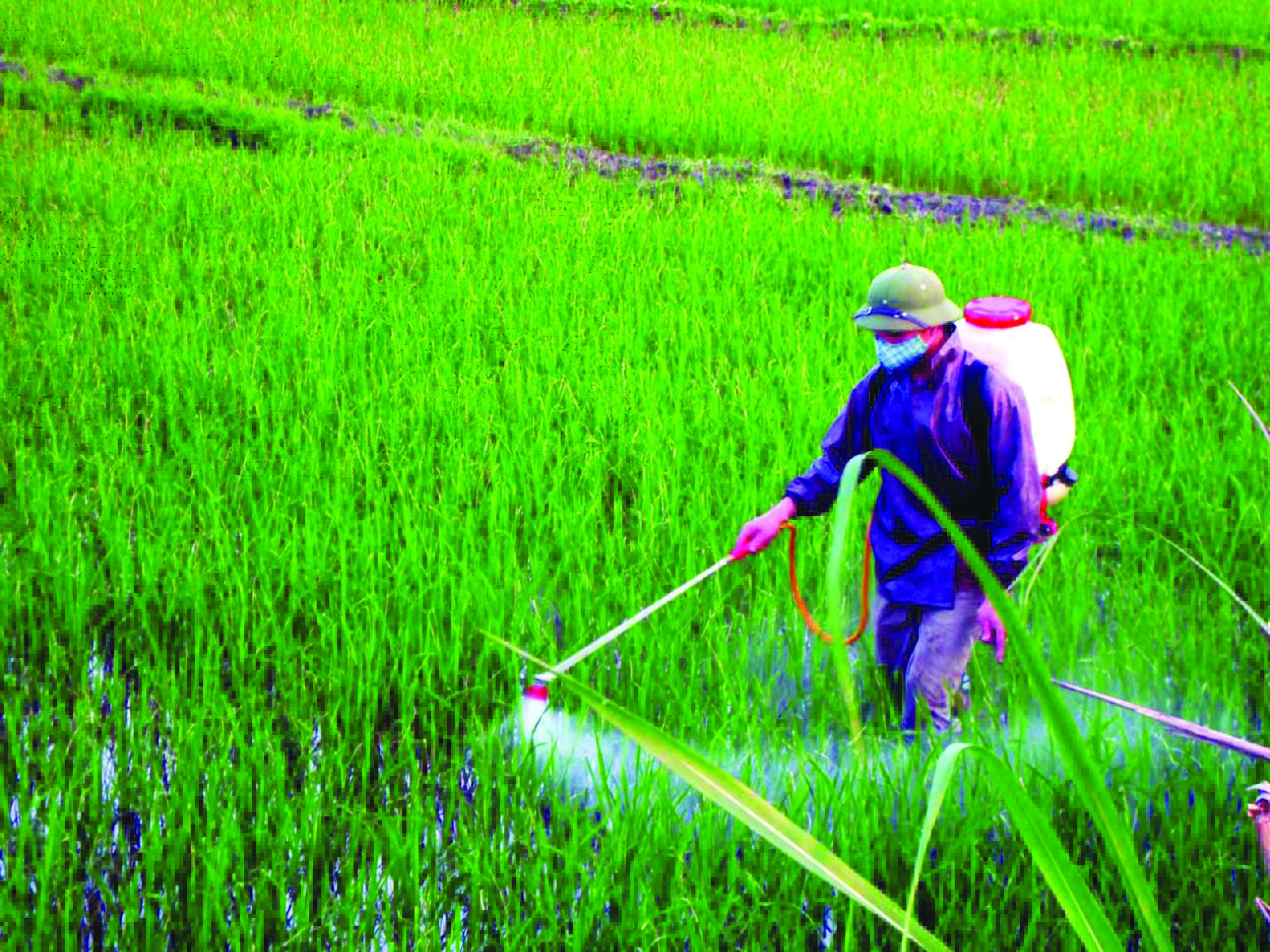Thực trạng sử dụng thuốc bảo vệ thực vật ở Việt Nam