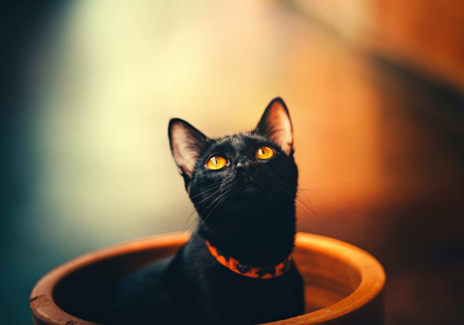 Mèo đen đôi khi được cho là không may mắn