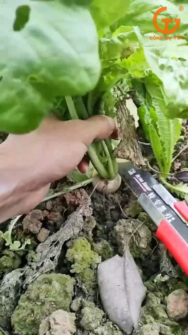 Cắt toan bộ phần lá của củ cải