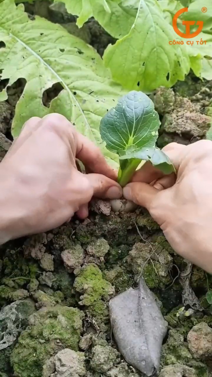 Chăm sóc cây để giúp cây phát triển
