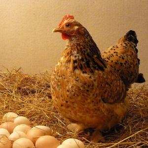 Ấp trứng gà tự nhiên - Đặng Trần Dũng