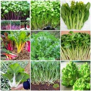 Kỹ thuật để giống các loài rau khác trồng bằng hạt trong vườn rau dinh dưỡng gia đình - TS. Nguyễn Văn Hoan