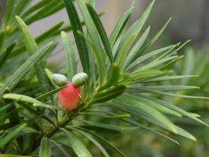 Trồng cây thuộc họ Podocarpaceae - Thông tre - Kim Giao