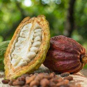 Kỹ thuật trồng và chăm sóc cacao