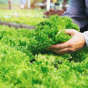 Phương pháp thu hoạch, để giống và bảo quản hạt giống rau - Giáo sư Đường Hồng Dật