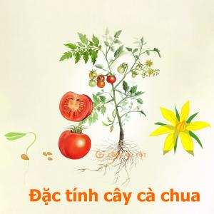 Cây cà chua, đặc tính thực vật và sinh thái - GS Đường Hồng Dật
