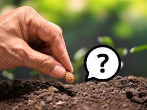Những câu hỏi thường gặp khi gieo trồng hạt mầm