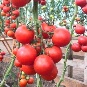 Nhà nông học Nga giới thiệu cây cà chua bạch tuộc