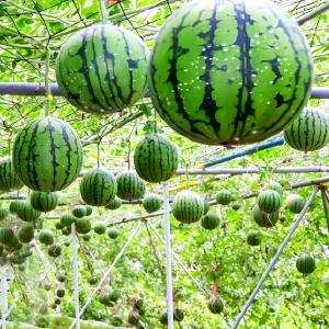 Kỹ thuật chọn giống, trồng và chăm sóc cây dưa hấu - Dương Phong