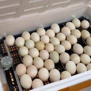 Cách ấp trứng nhân tạo và kiểm tra gà nở - Đặng Trần Dũng