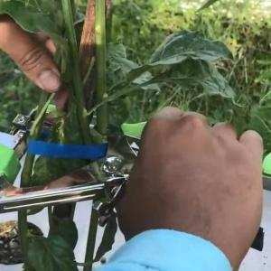 Sử dụng máy buộc cành để buộc trong trồng ớt ở Ấn Độ